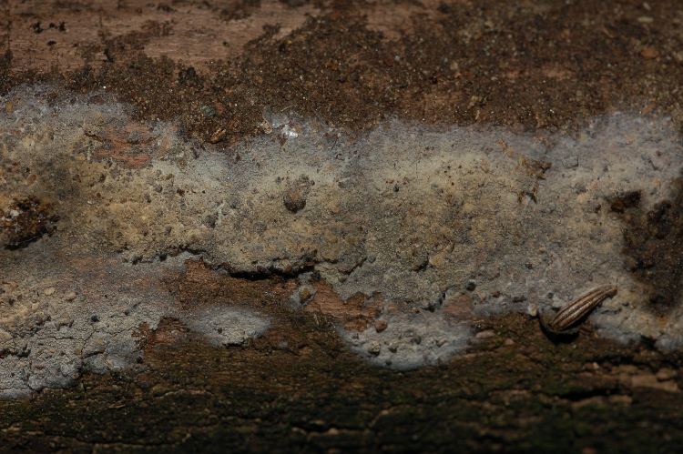 Un Phanerochaete da determinare (Hyphodermella corrugata)